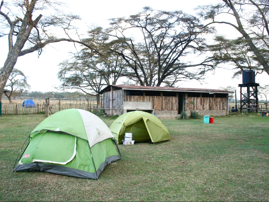 Camping with Pigs and Hyenas at Sanctuary Farm